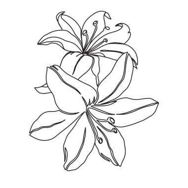 Çizgi Detaylı Çiçekler, Çiçek Çizimi İllüstrasyonu