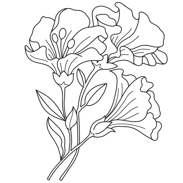 Line Detail Flowers Floral Sketch Flower Illustration — ストックベクタ