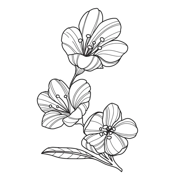 Line Detail Flowers Floral Sketch Flower Illustration — Vector de stock