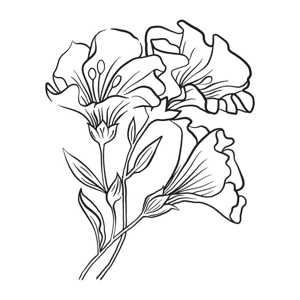 Detalle Línea Flores Dibujo Floral Flor Ilustración — Vector de stock