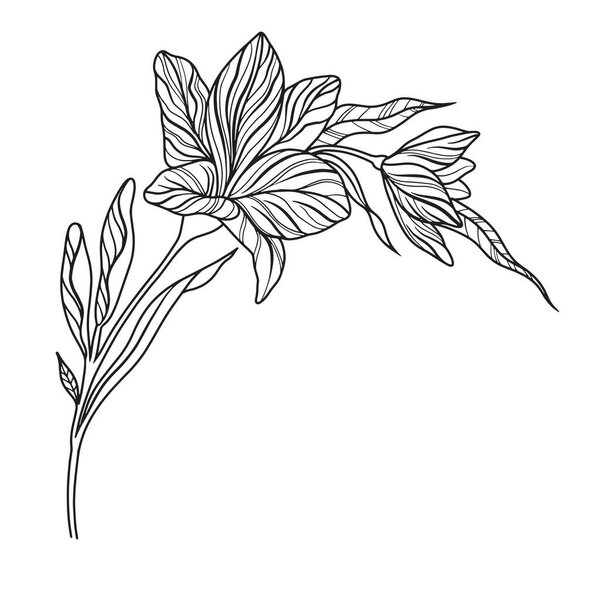 Line Detail Flowers ,Floral Sketch Flower Illustration