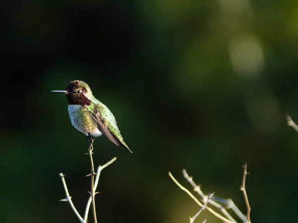 Koliber okonie na szczycie gałąź krzew — Zdjęcie stockowe