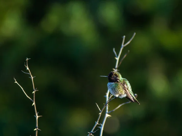 Colibrì posatoi in cima ramo arbusto — Foto Stock