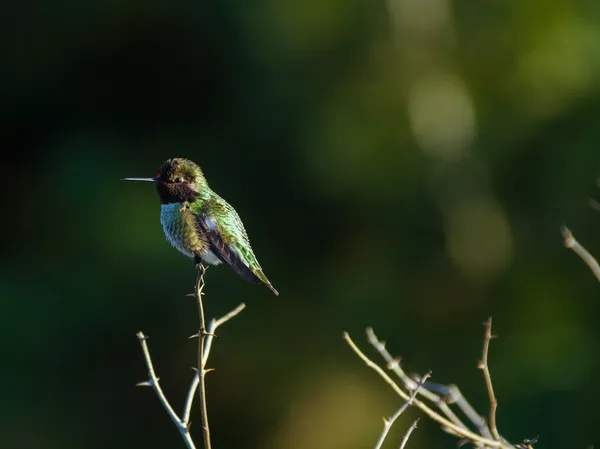 Hummingbird perches atop shrub branch — Stock Photo, Image