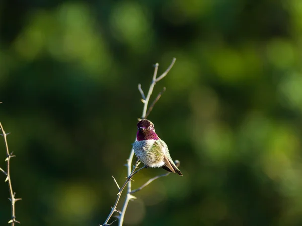 Hummingbird perches atop shrub branch — Stock Photo, Image