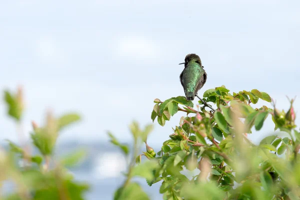 Manliga Annas hummingbird — Stockfoto