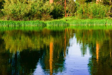 ağaçlar slough yansıtan
