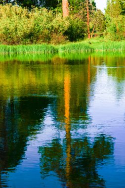 ağaçlar slough yansıtan
