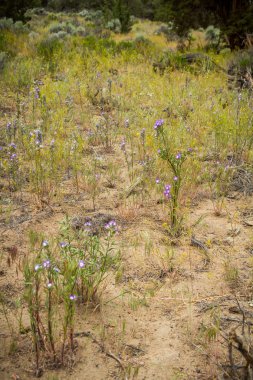 Yüksek çöl kır çiçekleri