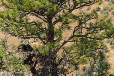 Amerikan kel kartal yuvası