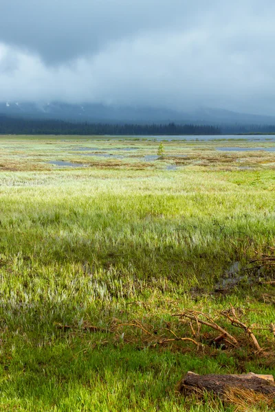 Wetland Conservation Sucesso — Fotografia de Stock