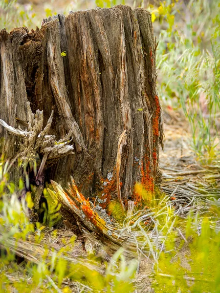Baumstumpf birgt neues Pflanzenleben — Stockfoto