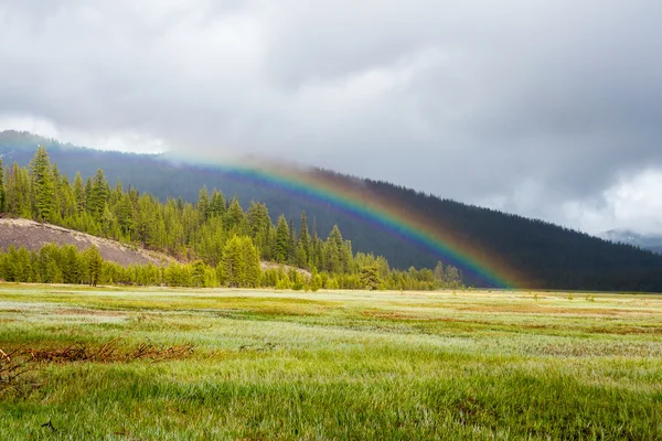 Penambahan Pelangi Warna Meadows dan Hutan — Stok Foto