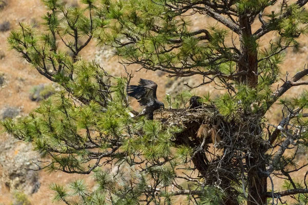 American Bald Eagle Nest — Zdjęcie stockowe