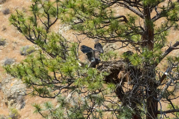 American Bald Eagle Nest — Stockfoto