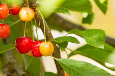 olgunlaşma bing kirazı