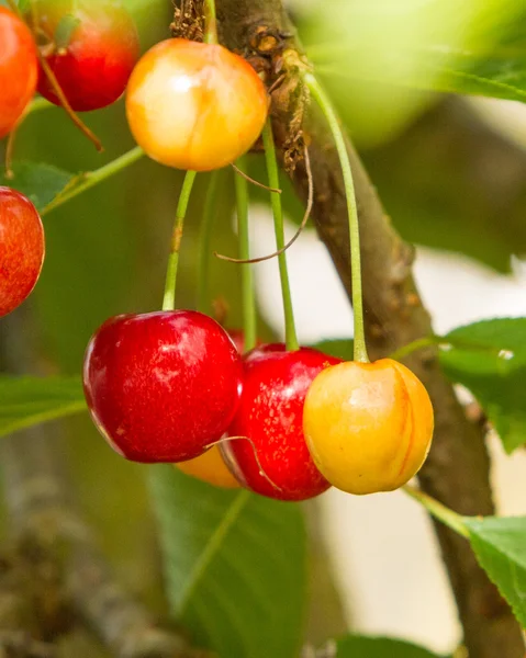 Ripening Bing Cherries — Stock Photo, Image