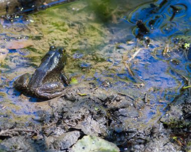 Cascades kurbağa istirahat