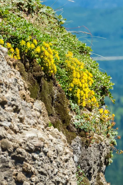 Жовті квіти ростуть з sedum — стокове фото