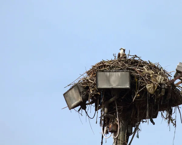 Osprey, як правило, гніздо — стокове фото