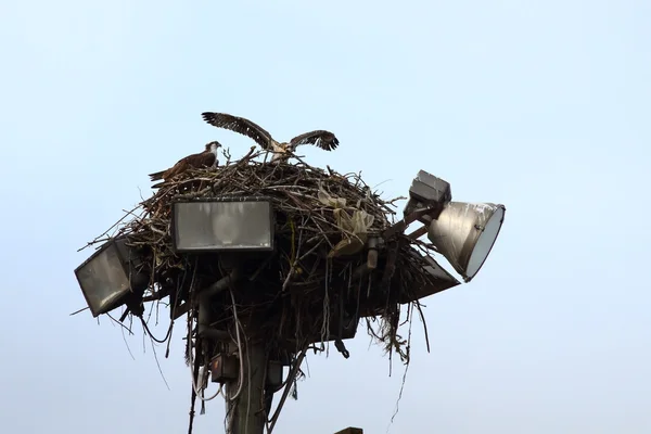 Osprey Chick diffonde le sue ali — Foto Stock