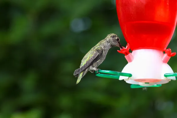 Colibrí bebiendo néctar — Foto de Stock