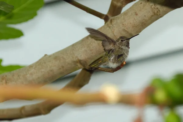 Hummingbird Perched On Fig Tree Branch — Stock Photo, Image