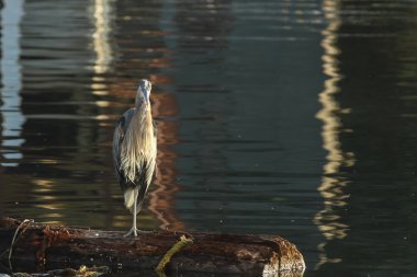 büyük mavi balıkçıl günlük av üzerinde duruyor.