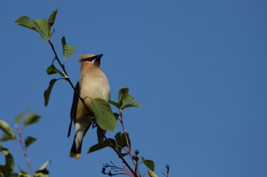 Sedir Kanadı dala tünedi