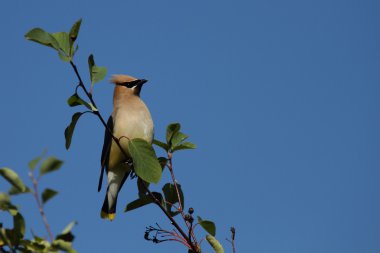 Sedir Kanadı dala tünedi