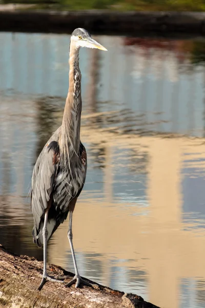 Blaureiher steht auf Baumstammjagd — Stockfoto