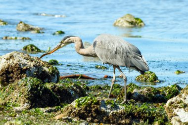 büyük mavi balıkçıl yemek için görünüyor