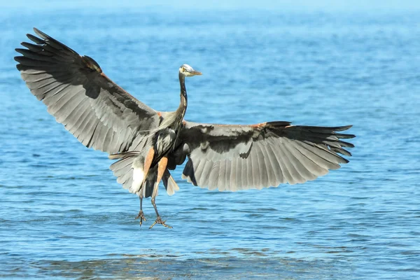 Blaureiher sucht Nahrung — Stockfoto