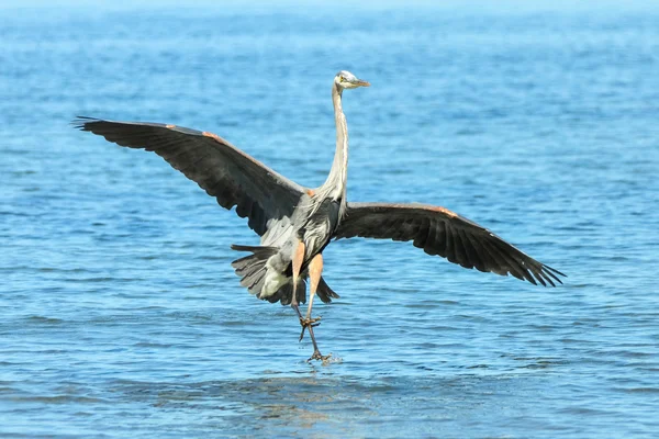Great Blue Heron Looks For Food