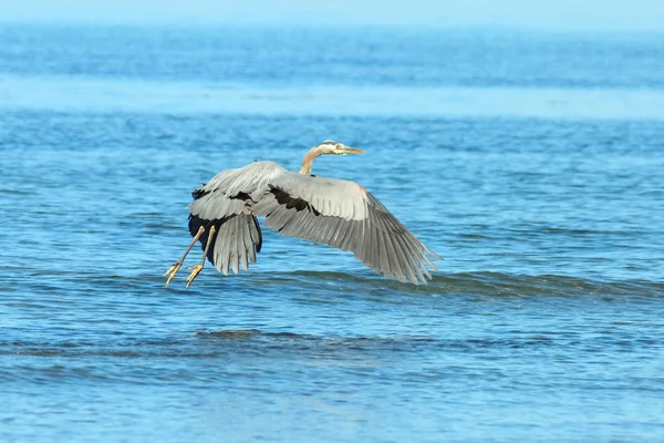 Grande garça azul procura comida — Fotografia de Stock