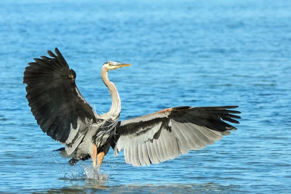 Blaureiher sucht Nahrung — Stockfoto