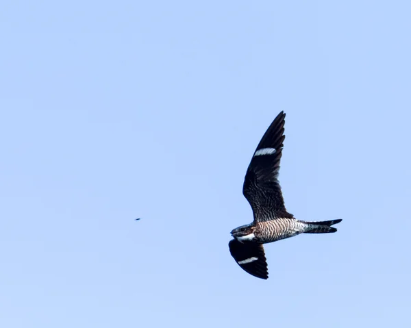 Nighthawk común volando hacia la cena — Foto de Stock
