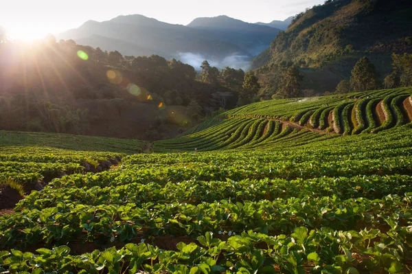 Schöne Landschaft und frische Erdbeeren Farm im Winter in Chiangmai Thailand — Stockfoto