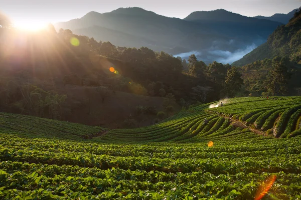 Beautiful landscape and fresh strawberries farm in winter at Chiangmai Thailand — Stock Photo, Image