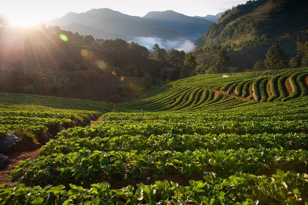 Schöne Landschaft und frische Erdbeeren Farm im Winter in Chiangmai Thailand — Stockfoto