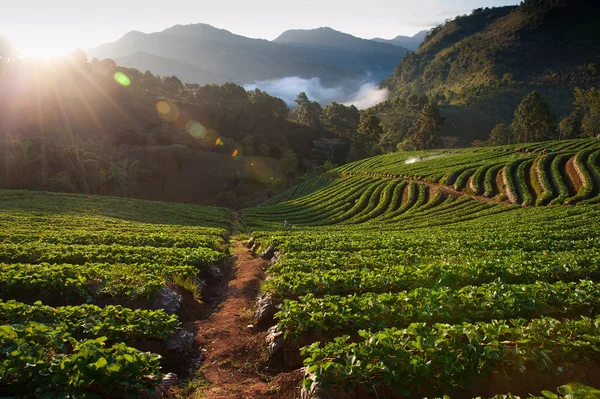 Beautiful landscape and fresh strawberries farm in winter at Chiangmai Thailand — Stock Photo, Image