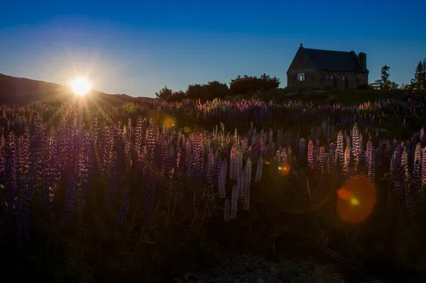 Beau paysage de jardin fleuri au lac Tekapo dans l'île du Sud, Nouvelle-Zélande — Photo