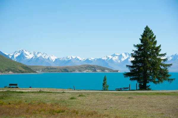 ağaç, göl ve snow Mountain lake tekapo south Island, Yeni Zelanda, güzel manzara