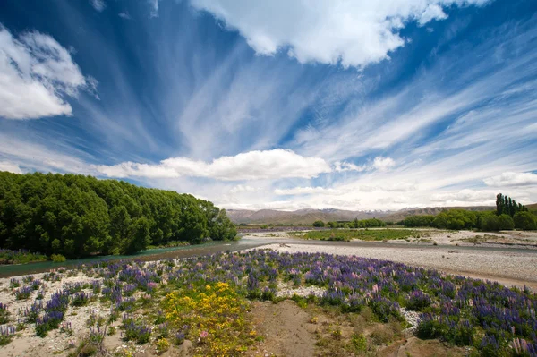 Belle vue et paysage de jardin de fleurs et de montagne avec ciel bleu à l'île du Sud, Nouvelle-Zélande — Photo