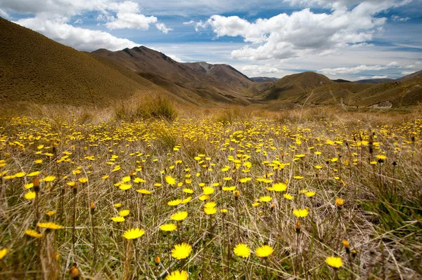 Vacker utsikt och landskap av blomma trädgård och berg i södra island, Nya Zeeland — Stockfoto