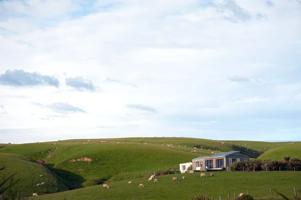 Schöne Schafgruppe auf dem Feld, Südinsel, Neuseeland — Stockfoto