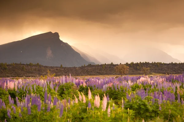 Belle vue sur le jardin fleuri et la montagne au coucher du soleil, Île du Sud, Nouvelle-Zélande — Photo