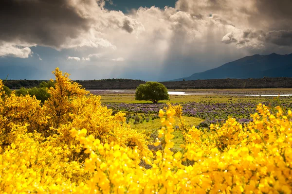 Bunt von Blumengarten, Baum und Feld, Südinsel, Neuseeland — Stockfoto