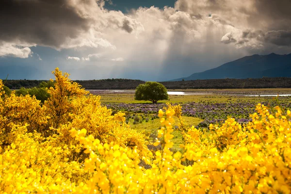 Coloré de jardin fleuri, arbre et champ, Île du Sud, Nouvelle-Zélande — Photo