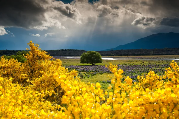 Bunt von Blumengarten, Baum und Feld, Südinsel, Neuseeland — Stockfoto